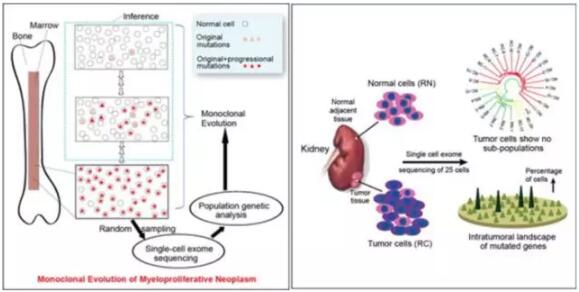 1657258382120945.jpg 應用于腫瘤研究