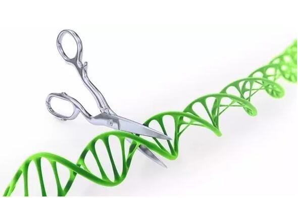 高通量的單細胞RNA測序新方法:sNuc-Seq